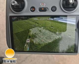 阳光财险全链条发力 护航秋粮“抢收战”