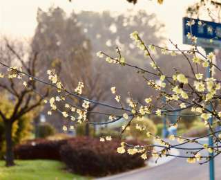 武汉东湖梅园将于元旦开园，名字含“梅”游客免费