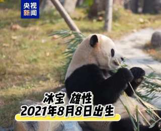 20只大熊猫已入住 中国大熊猫保护研究中心绵阳基地试运营