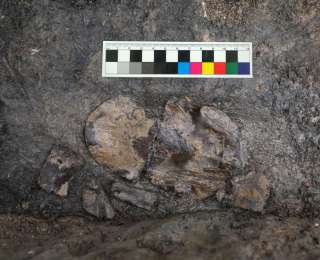 动物考古学家：这一年，动物与人类“同行”的故事又上新了