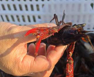 潜江龙虾：这个冬天，我决定不冬眠