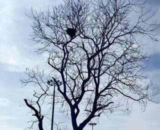 省下9000万元!鄂州园博园遍布乡土树种,不仅留下一代人记忆,更推动园林走向尊重自然