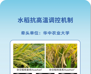 意想不到！这些新板眼都来自湖北！