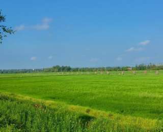 全球首创！江汉大学牵头编制微藻水稻甲烷减排方法学，赋能农业“双碳”转型