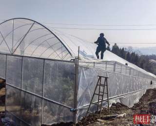 来凤高山杨梅穿上“保暖衣”