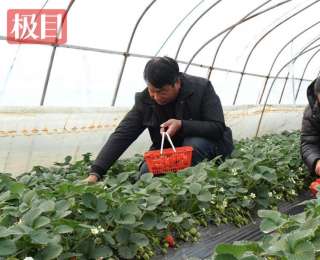 蜜蜂授粉结出放心草莓，南漳九集“甜果产业带”让田园变乐园