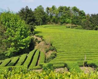 茅坪镇长岭村获评市级微度假地 乡村文旅焕发新活力