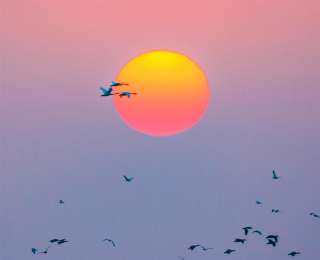 8万“客人”如期而至，阳新网湖湿地变身“天鹅湖”