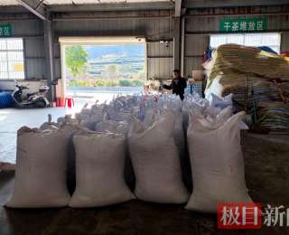 湖北竹山：3万公斤大叶茶“整装待发”