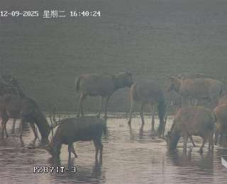 石首4500多头“湿地精灵”麋鹿有了“云管家”