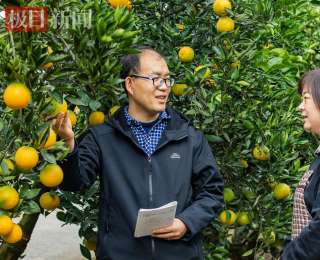 华农硕士扎根秭归13年，用忠诚发现“宗橙”