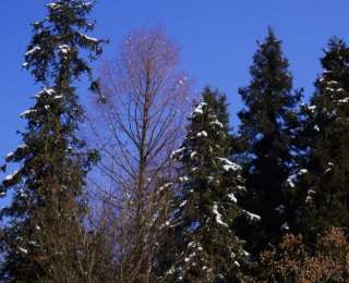 鹤峰：晴观林海雪融