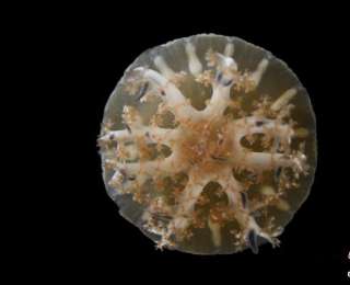 水母和海葵如何睡眠？最新研究称其模式与人类有明显相似性