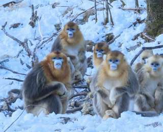 神农架雪景如画，“猴王”带队抢镜拍全家福