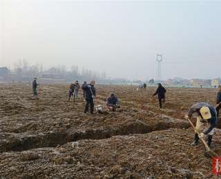 应城市黄滩镇：千里“桃”缘一线牵，绘就振兴新画卷