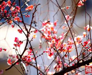 武汉大学梅园腊梅绽放