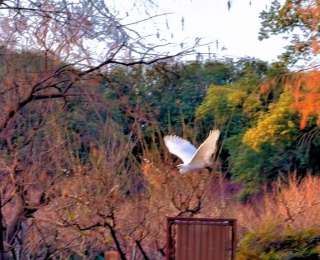 武汉东湖梅园：“以梅为妻、以鹤为子”，“仙鹤”翩跹呼应千古佳话