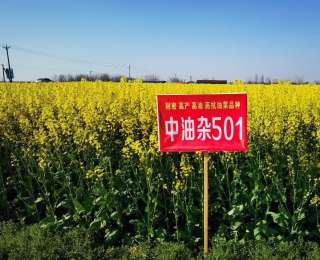 油菜新品种“中油杂501”入选湖北省“61020”创新成果
