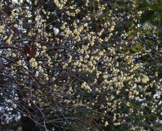 蜡梅与梅花连“亲戚”都算不上？武汉植物园“双梅”都开啦！