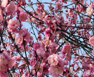 速来打卡江城“开年第一花”！梅花坡早梅盛放 木兰乡花谷开花