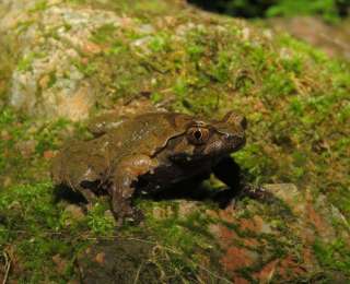 13个新物种亮相！2025年湖北生物多样性“家谱”再添新丁