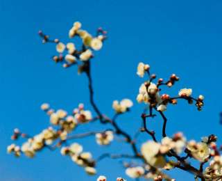 ​东湖梅园“顶流”龙游梅提前开花 单朵花期仅8天