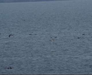 “高原精灵”斑头雁，首次在潜江发现！