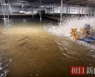 鳗鱼“游”出产业升级路——赤壁特色水产养殖赋能乡村振兴