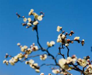 梅中顶流提前绽放，武汉东湖梅园寻“龙”正当时