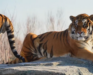 冬季观虎投喂小贴士