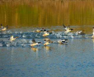 珍稀水鸟频现身 湖北启动2026年越冬水鸟同步监测