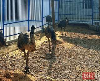 湖北宜都美女老板喊话：六里冲“鸸鹋宴”开席了