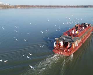 武汉东湖红嘴鸥进入最佳观赏期，500只白色精灵舞动湖光