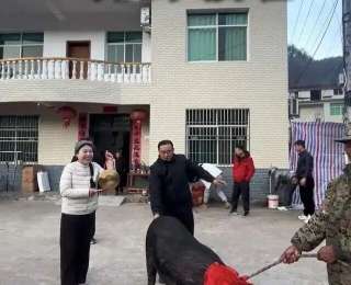 几百位外地游客慕名来吃湖北版“杀猪饭”，文旅部门：再追加一头300斤年猪