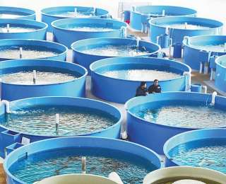 我国首次规模化繁育出子三代中华鲟