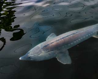 一尾鲟鱼的“保康旅程”