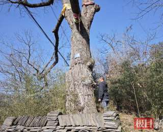 丹江口市林业局为古树名木开展“体检”