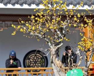 20辆桑塔纳换不来十盆古蜡梅！保康蜡梅公园冬日“金色浪漫”上线