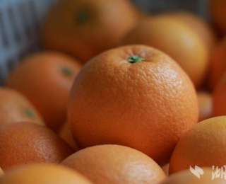 宣恩：果园飘香采摘忙