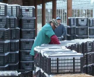 郧阳区谭家湾镇：种源设施双向发力 天麻种植告别 “看天吃饭”