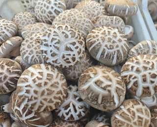 随县：菌菇飘香好“丰”景 产业富民草店兴