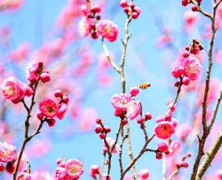 露营赏梅正当时 新洲花果山梅林初绽迎客