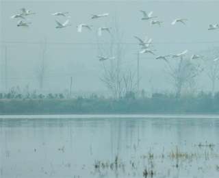 一百多只白天鹅在虾稻田觅食，养殖户默默守护不敢打扰：人与自然本就该和谐共生，驱赶不是待客之道