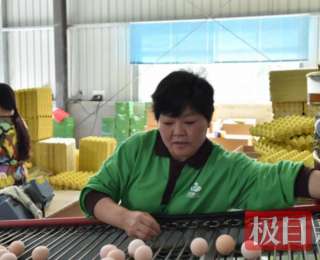 一枚小鸡蛋“链”出十亿元大产业