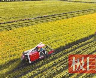从田埂到提案：米业老总为“随州香稻”谋升级