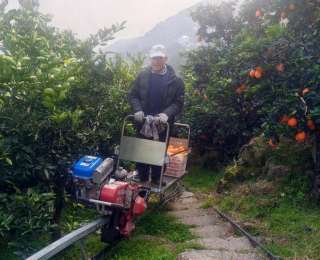 科技赋能乡村：轨道车与无人机奏响柑橘丰收“减负曲”