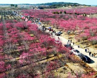 湖北孝昌：千亩梅园竞芬芳，花海经济赋能乡村振兴