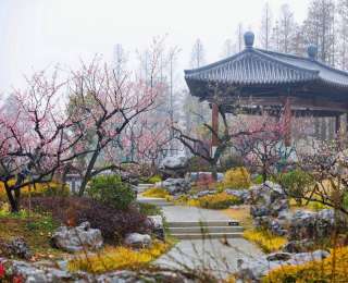 武汉东湖梅园步入盛花期，“梅好时光”游玩指南请收藏