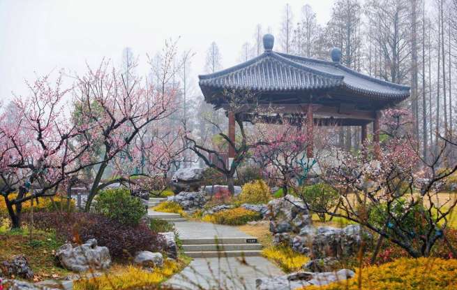 武汉东湖梅园步入盛花期，“梅好时光”游玩指南请收藏