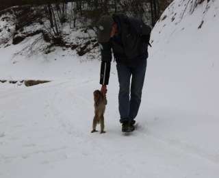 它叫“猴健”，神农架海拔最高护林站有位特殊“护林员”